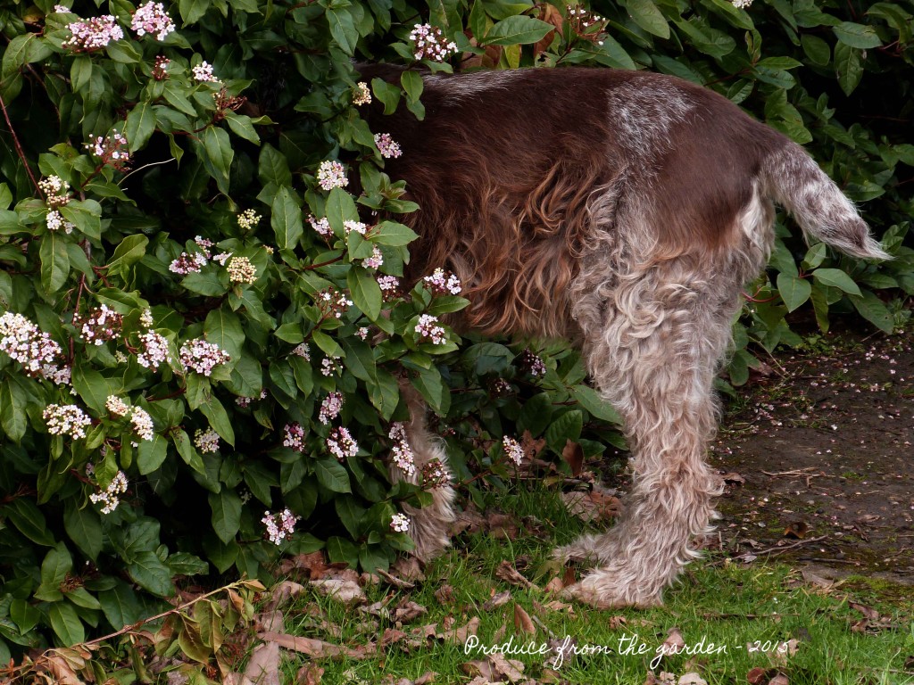Spinone in Hedge