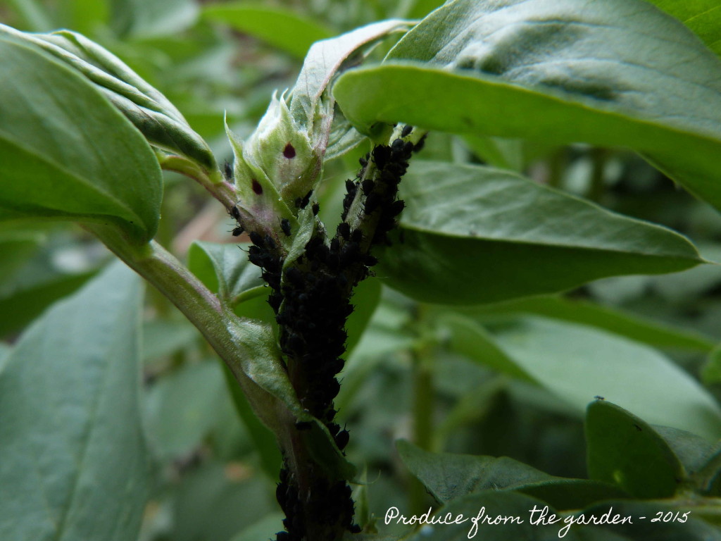 Black fly on broad bean tips