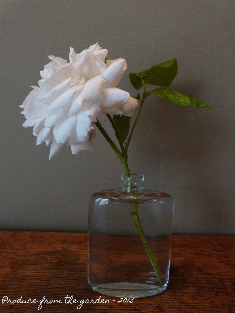 Single stem rose in a vase