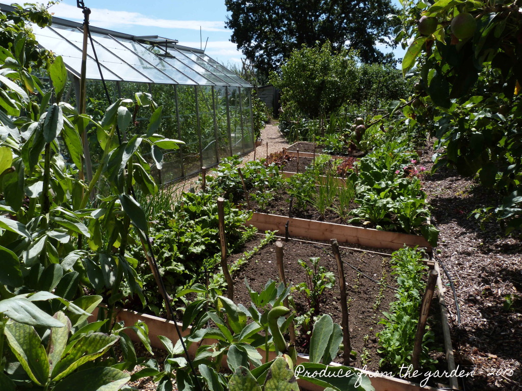 Kitchen garden - upper veg patch