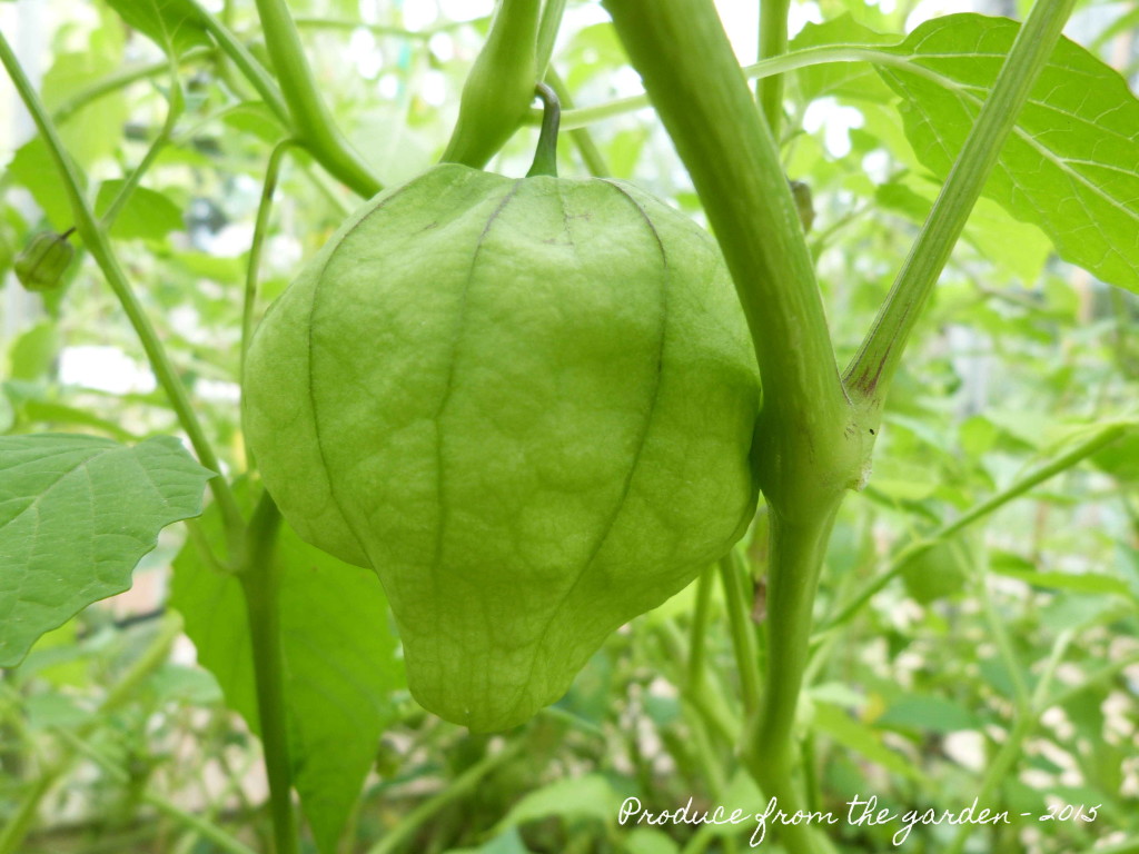 Tomatillo in its husk