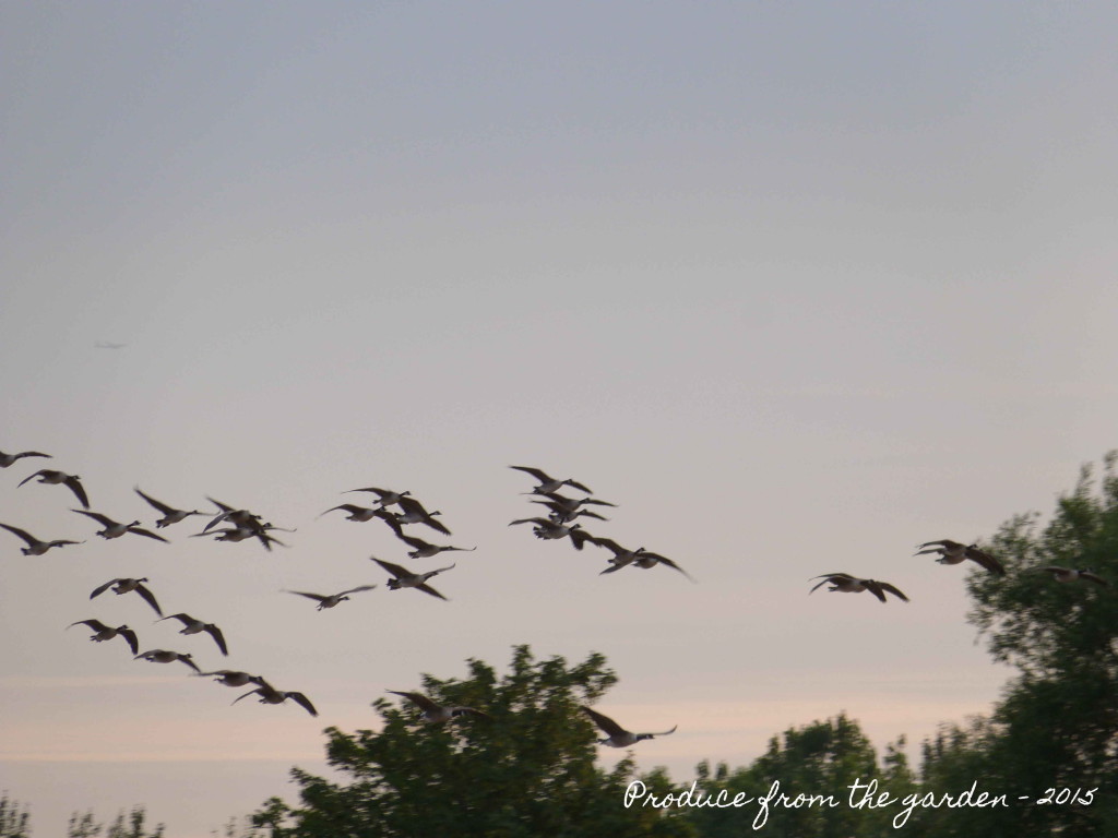Canada geese flying in