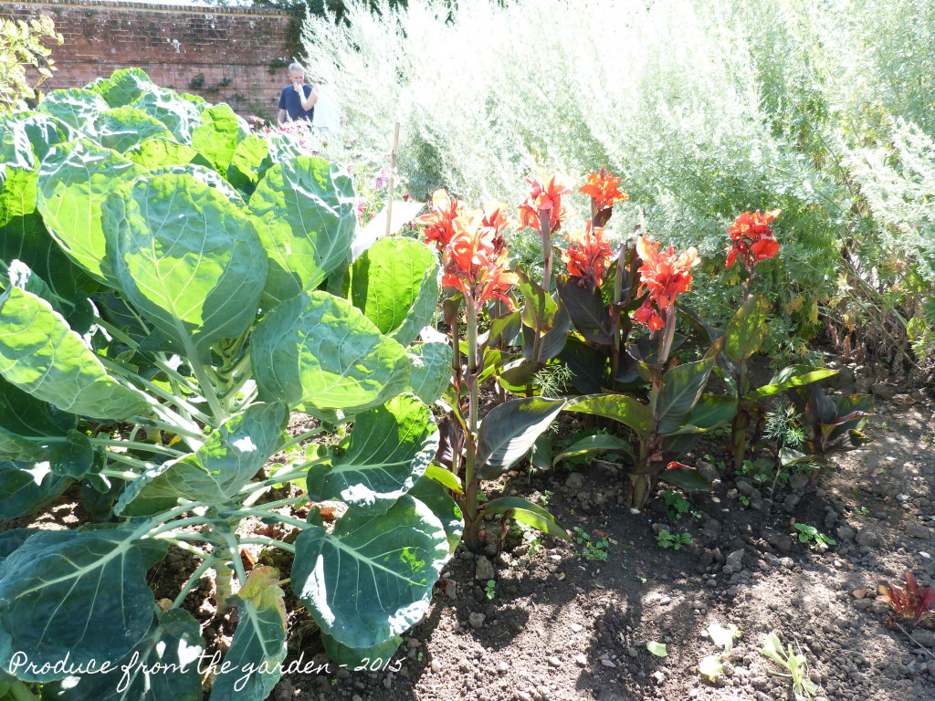 Cannas and sprouts at Godinton