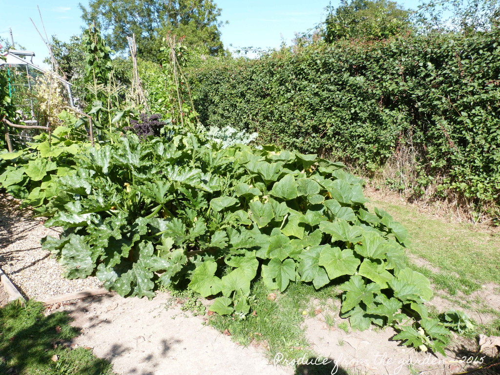 Courgette and pumpkin bed