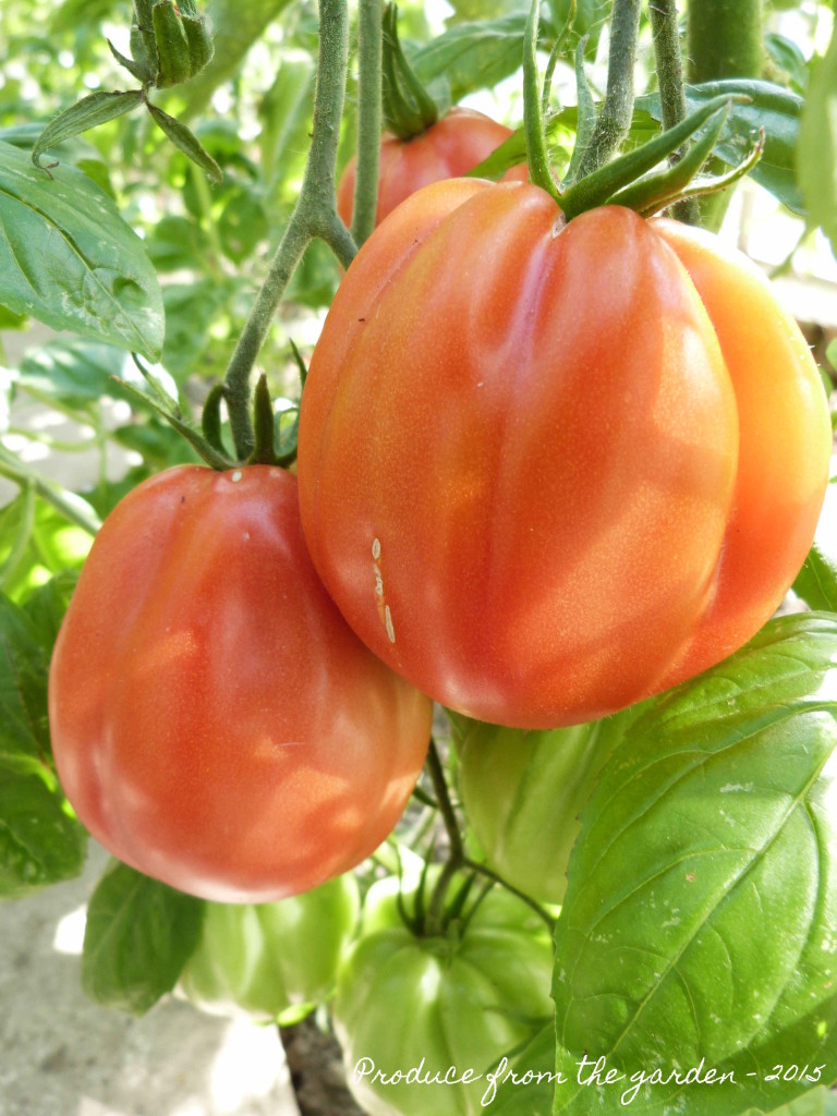 Tomato 'Pomodoro'