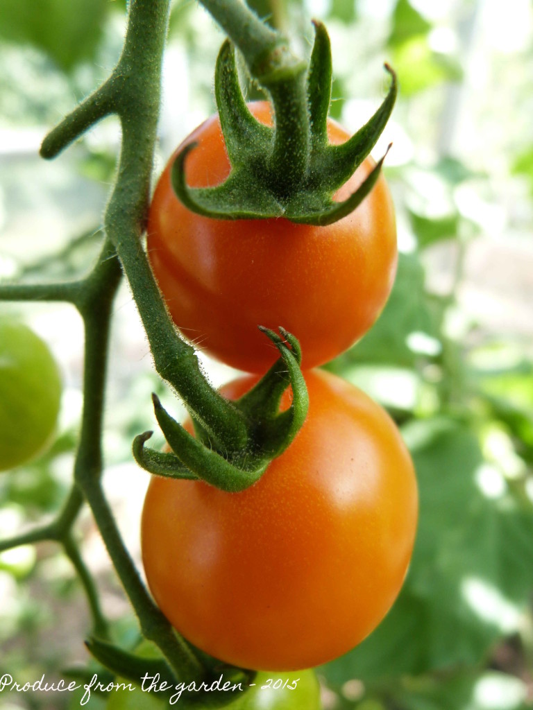 Tomato 'sungold'