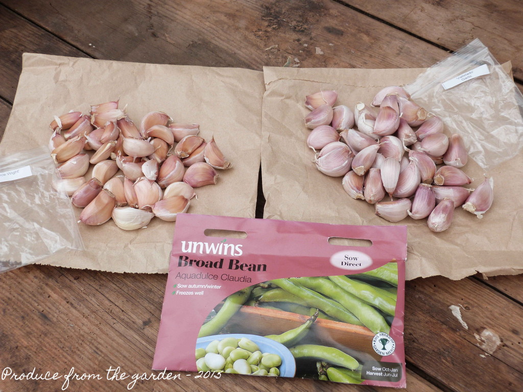 Garlic and broad bean seeds