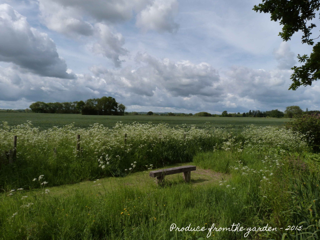 Meadow area