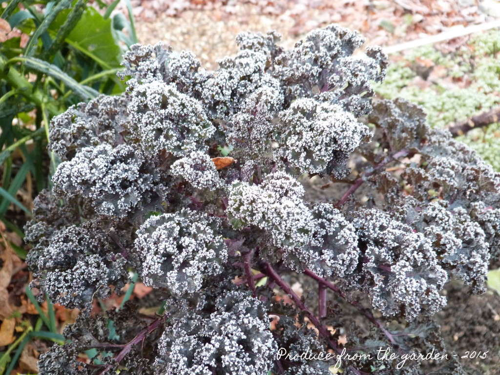 Kale Redbor in the frost