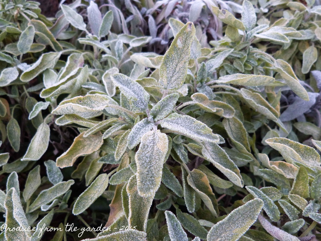 Sage in the frost