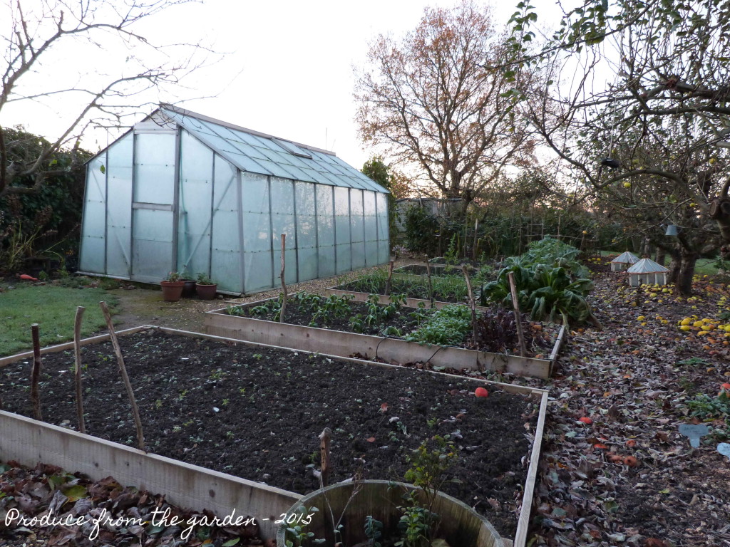 The Veg patch in frost