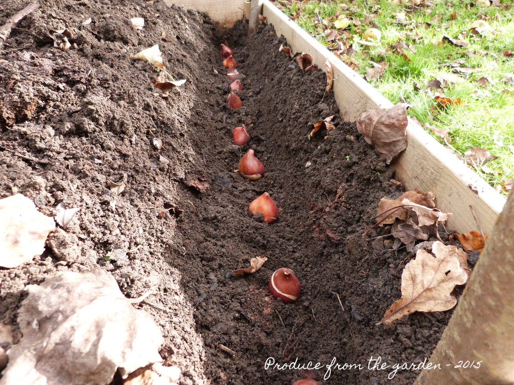 Tulip bulbs in trench