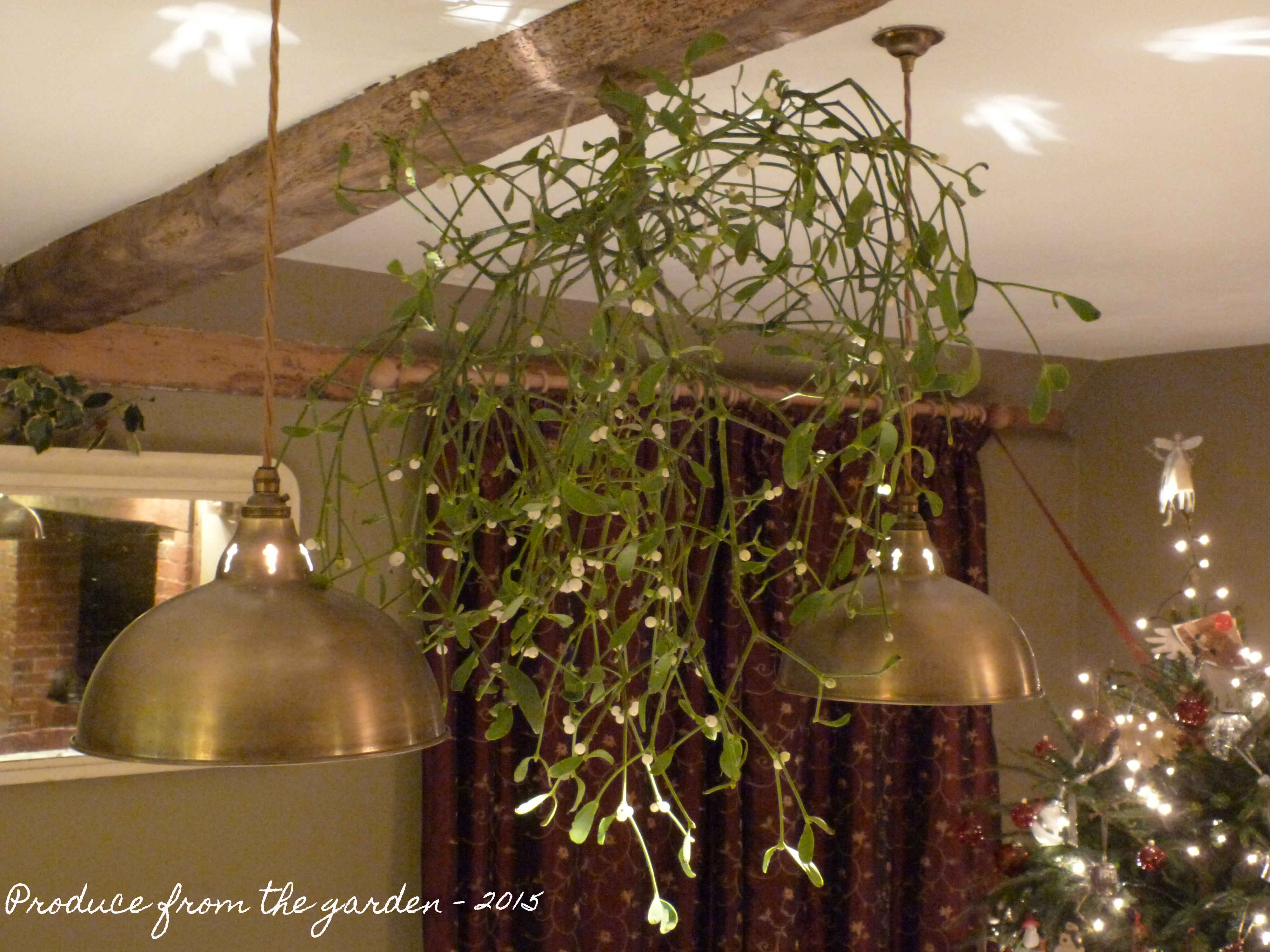 Decorating with Mistletoe and then using the berries to propagate your own How To Hang Mistletoe From Ceiling