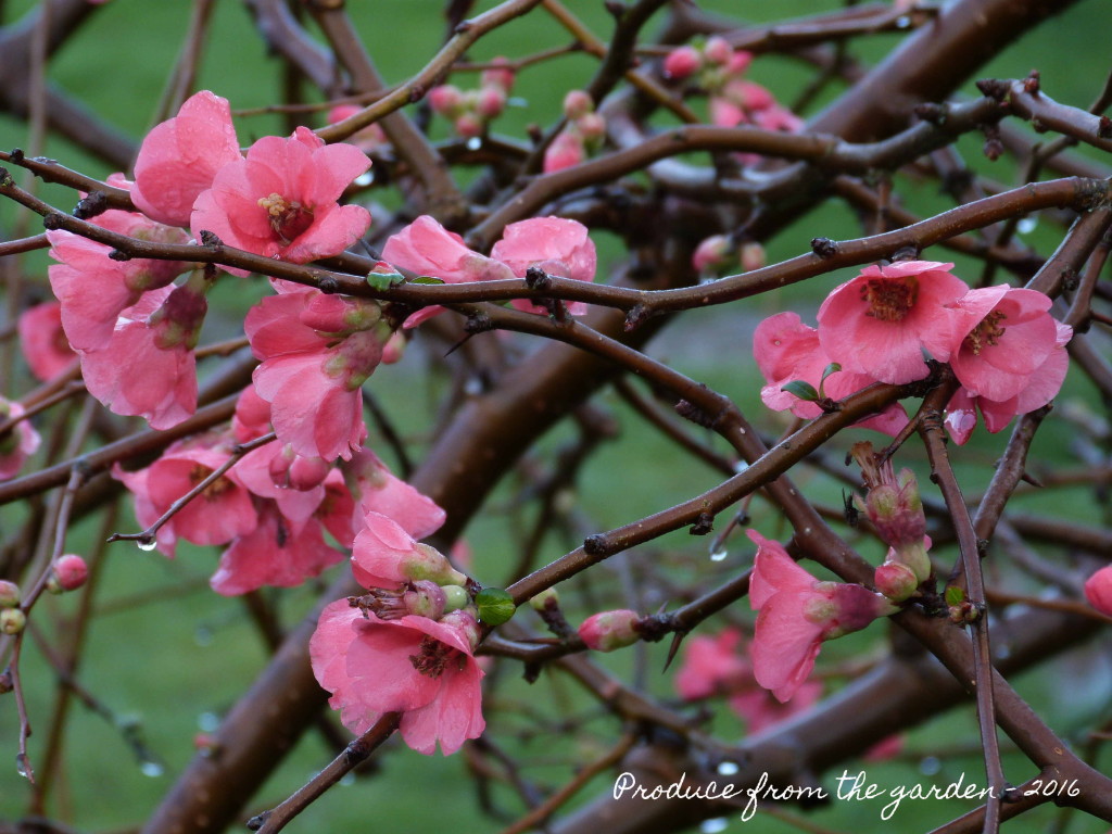 Japanese Quince blossom