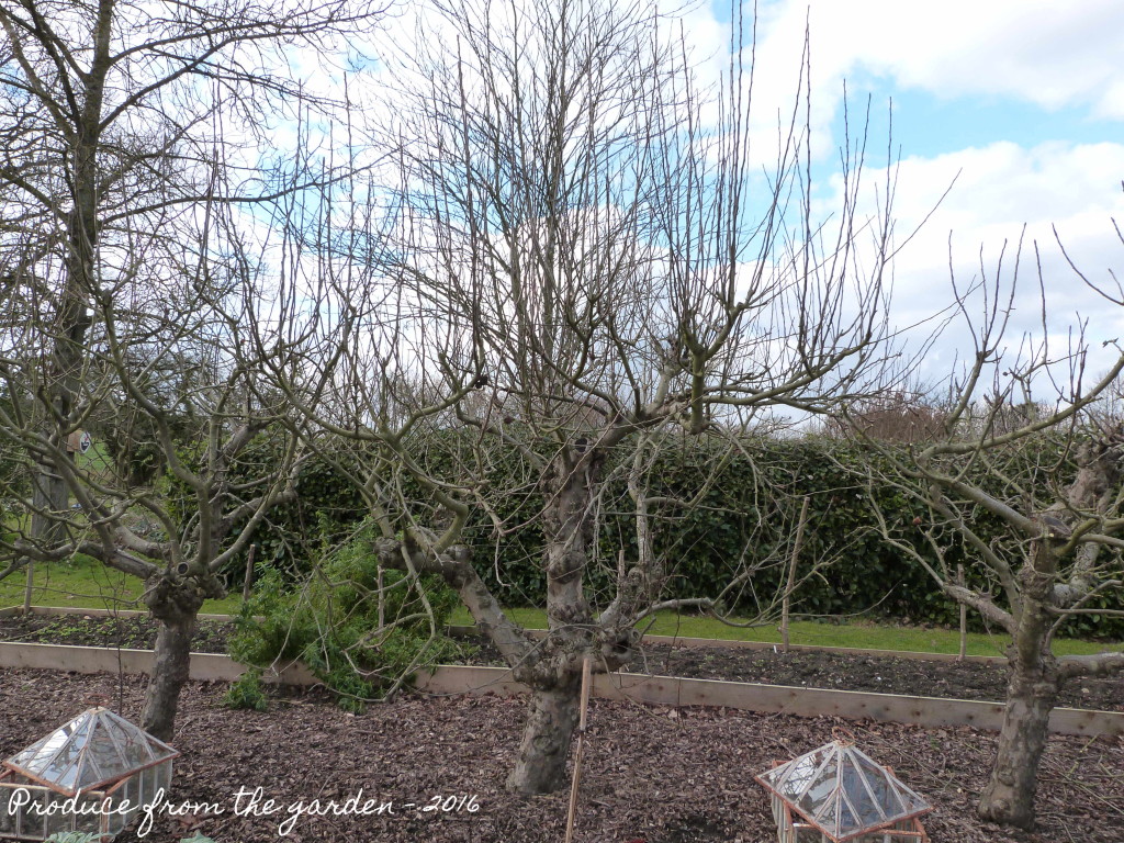 Apple tree before pruning