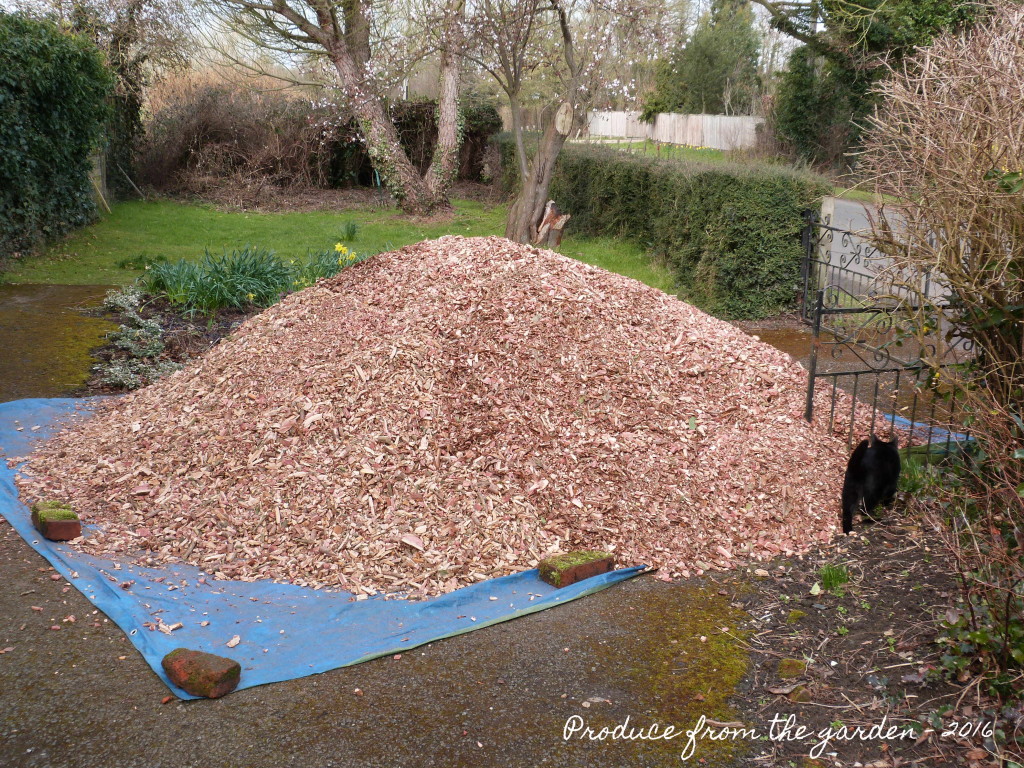 Wood chip for mulching