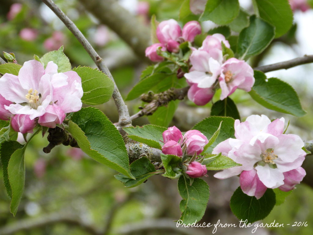 Bramley Apple blosson 2