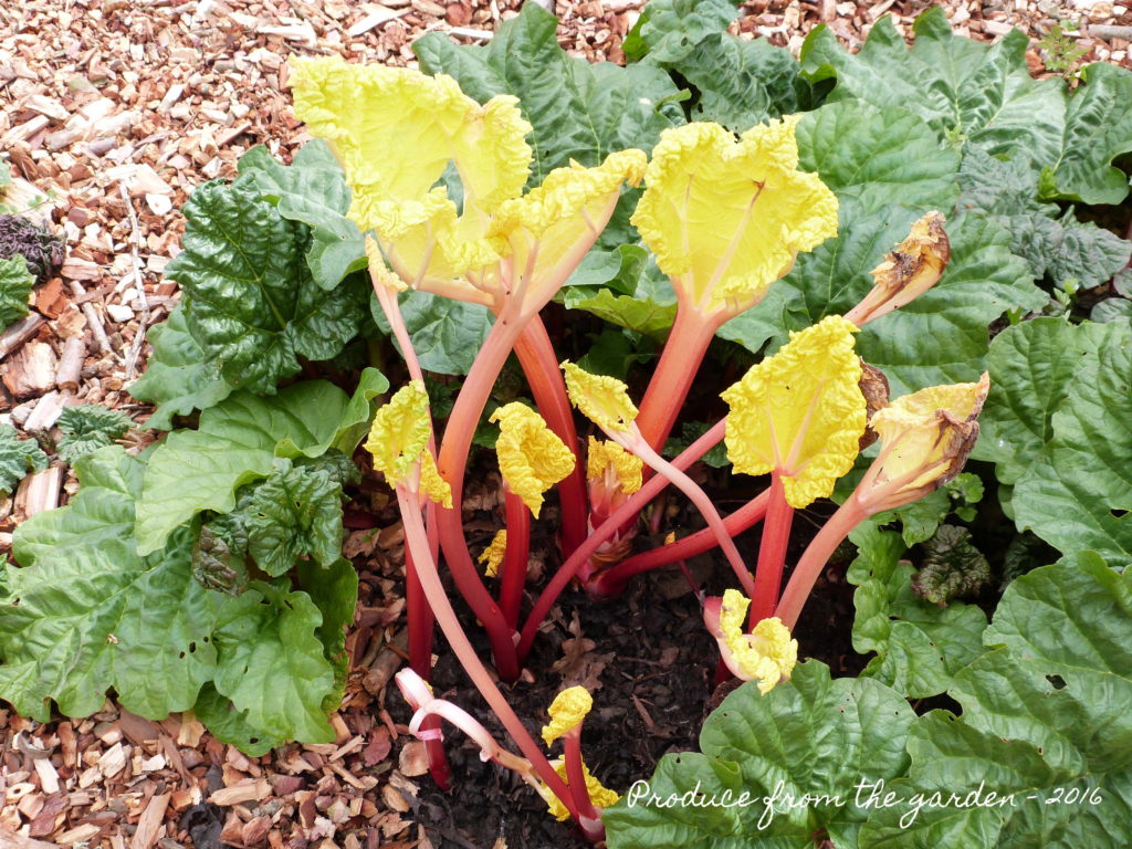 Forced Rhubarb from under the forcer