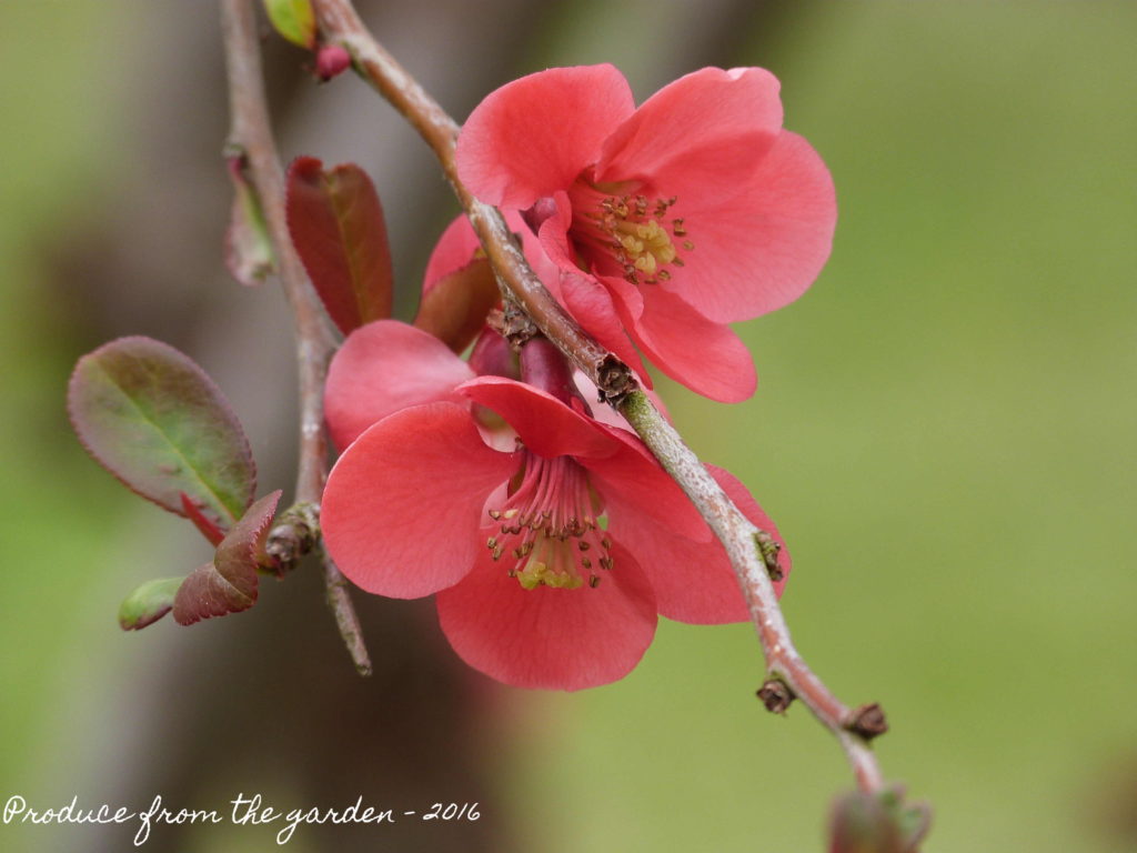 Japanese Quince Blossom