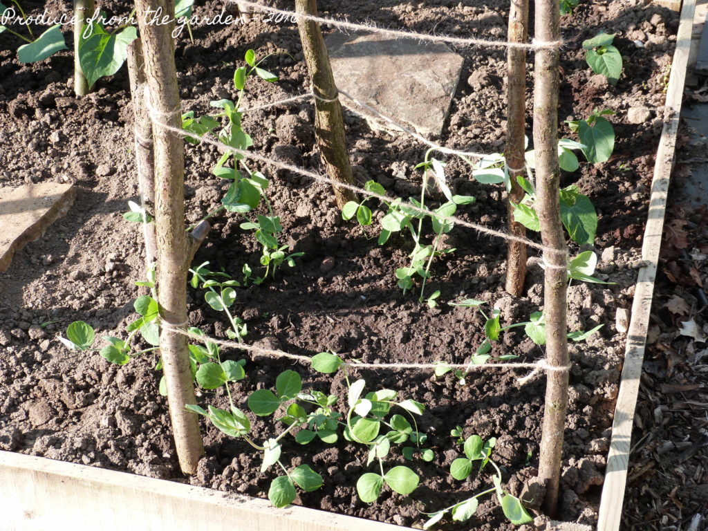 Planted Mangetout