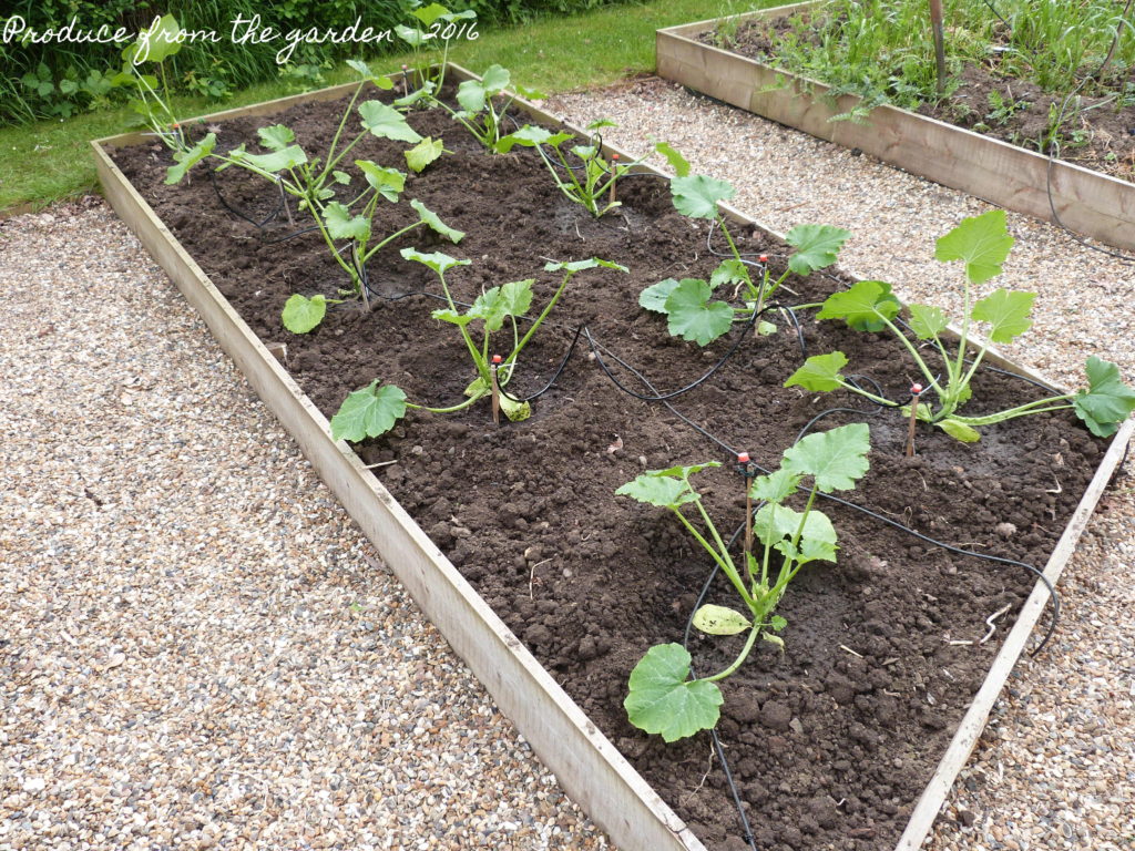 Planted courgettes