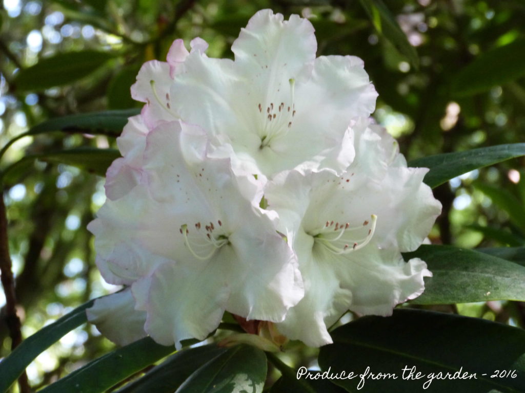 Trengwainton rhododendron