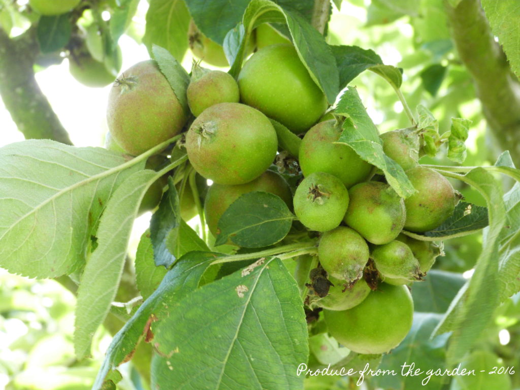 Apples before thinning