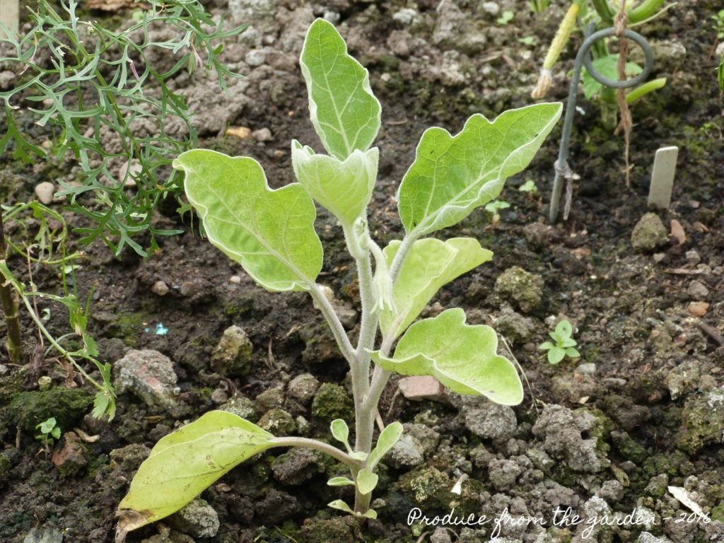 Aubergine plant