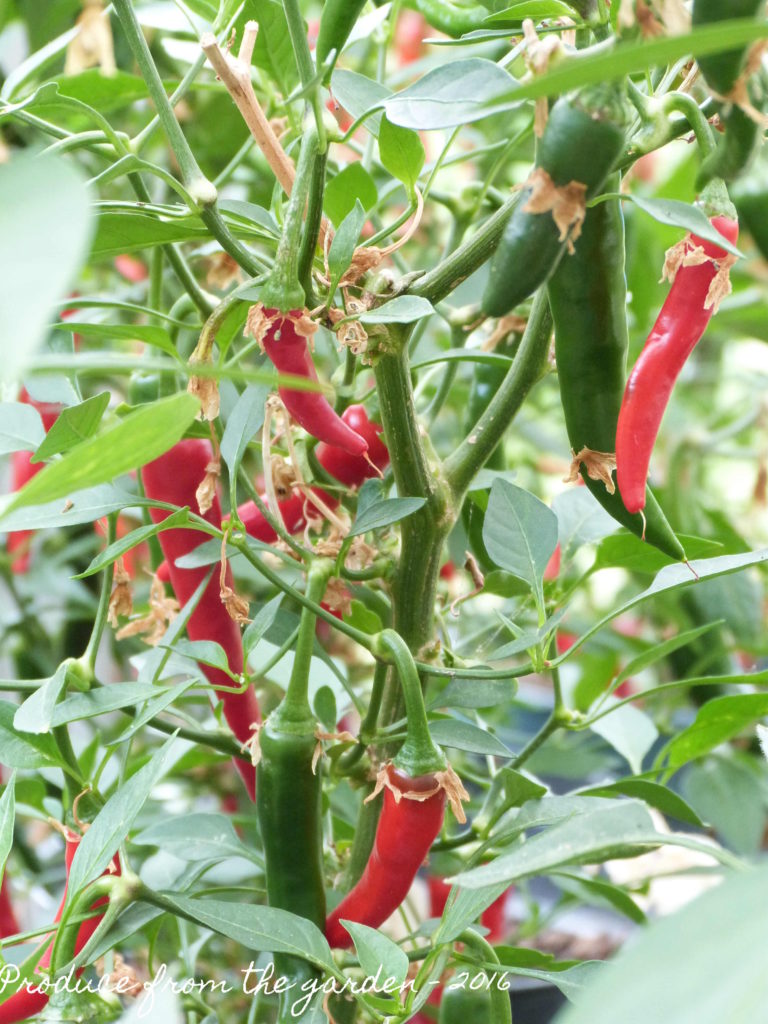 Chilli 'Ring of Fire'