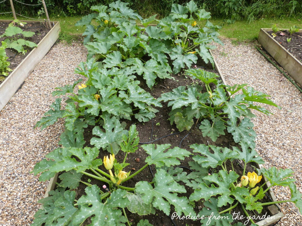 Courgette Bed