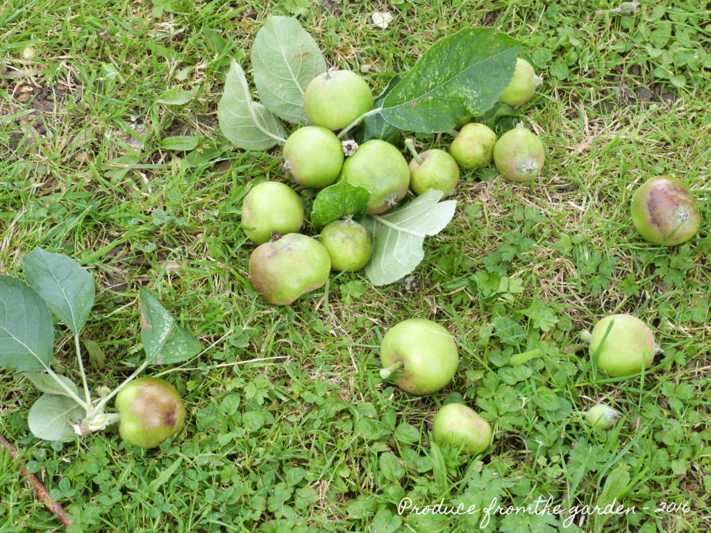 Discarded apples