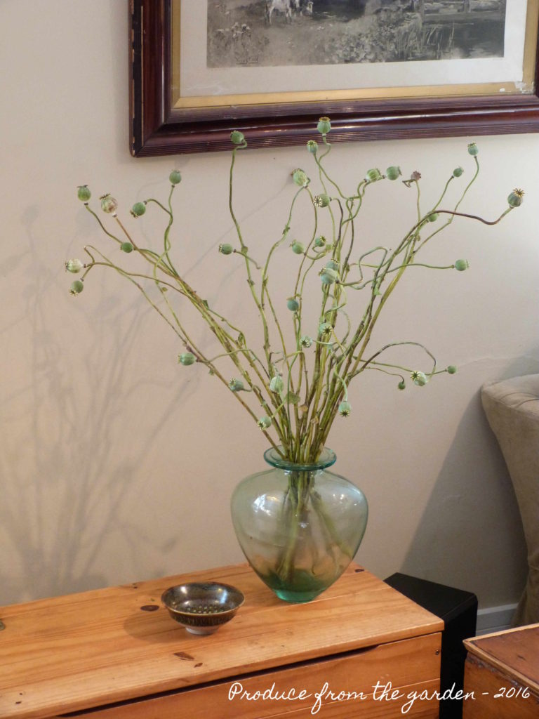 Poppy seed heads in a vase