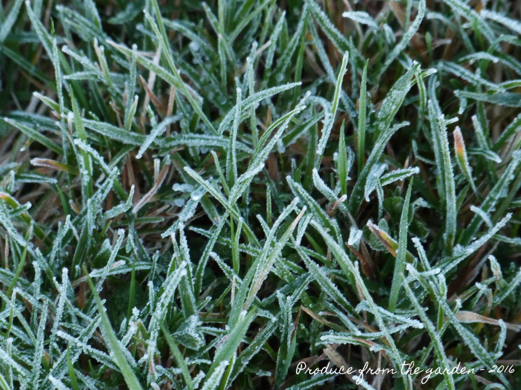 frosty-grass