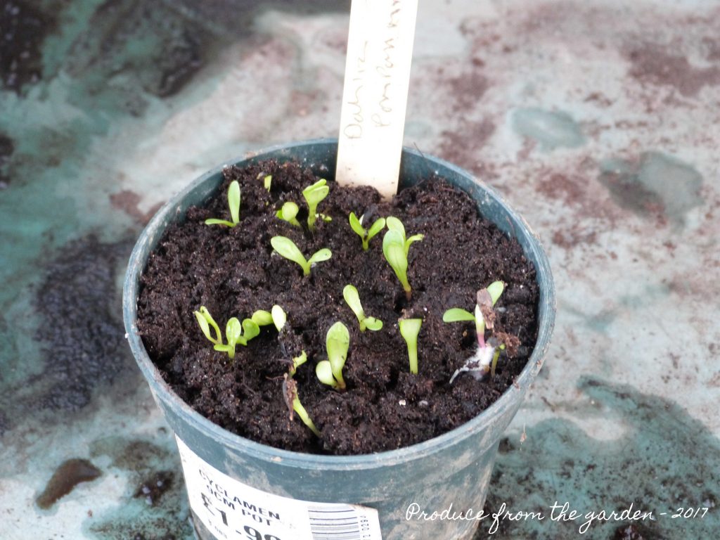 Dahlia seedlings