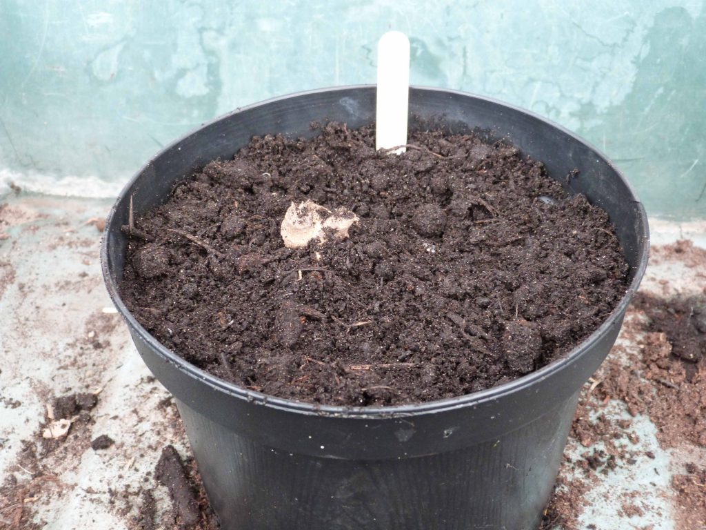 Planted Dahlia tuber