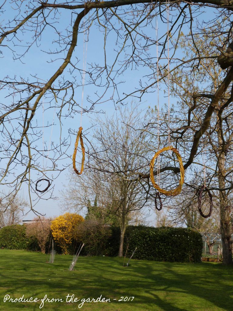 Willow hanging rings