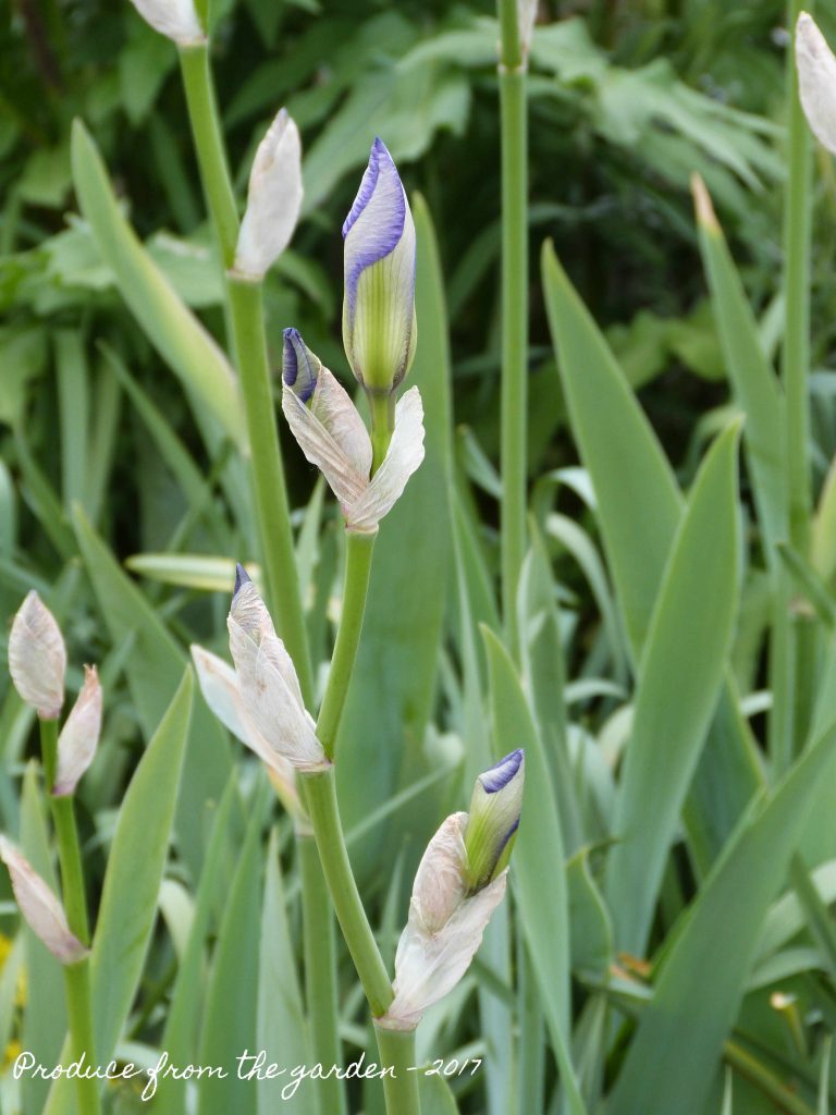 Bearded Iris in Bud