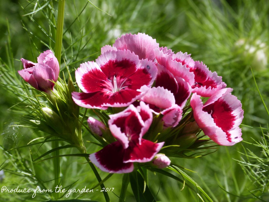 Pink stripped sweet william