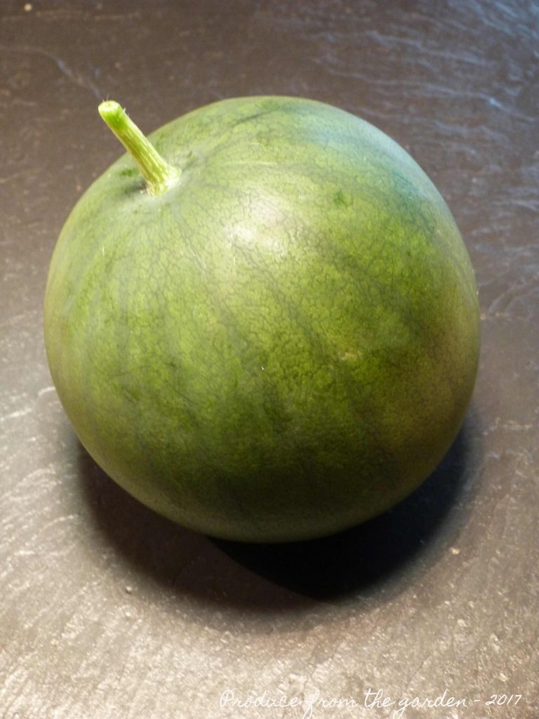 My first melon