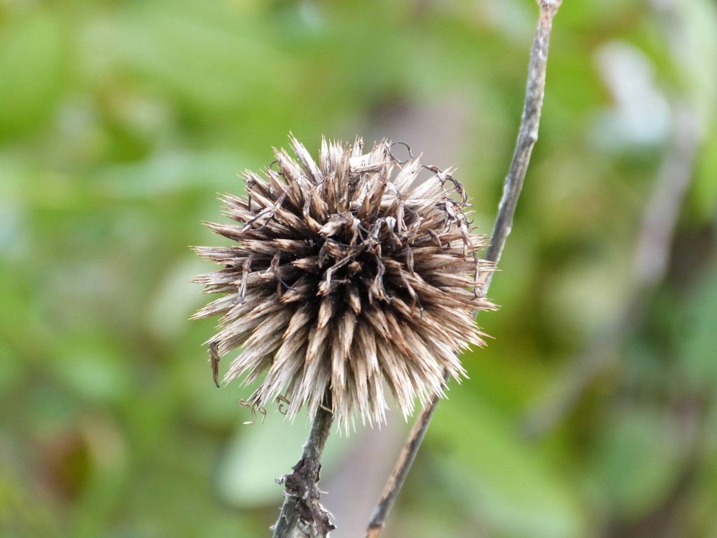 Echinops seed head